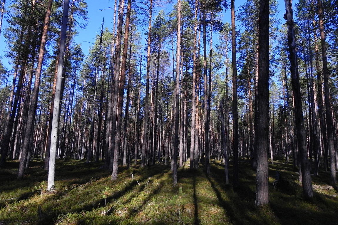 A Swedish forest in summer