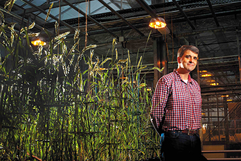 Malcolm Bennett standing in a greenhouse in front of cereal plants