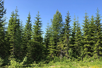 View on a Norway spruce forest in Sweden with the blue sky in the back and some grass in front