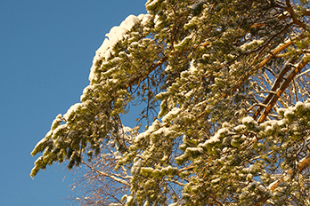 Snow covered twigs of a pine trees in front of the blue sky